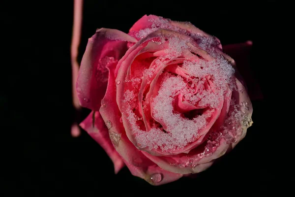 Nahaufnahme Einer Rosa Rose Winter Mit Schnee Vor Dunklem Hintergrund — Stockfoto