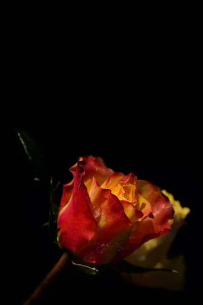 Eine Orangefarbene Frische Langstielige Rose Ragt Von Unten Ins Bild — Stockfoto