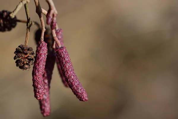 Close Van Gesloten Bloemen Kleine Elzenkegels Winter Tegen Lichtbruine Achtergrond — Stockfoto