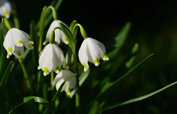 在寒冷的天气里 靠近春天生长在草地上的白色三月小杯或白酒 — 图库照片