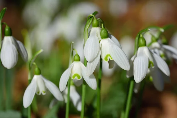 Närbild Små Vita Snödroppar Som Växer Äng Våren Kallt Väder — Stockfoto