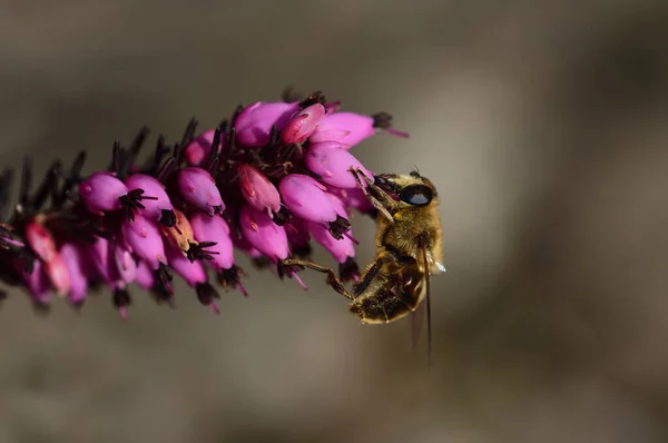 Közelkép Egy Hoverfly Egy Lila Hanga Virágzik Szemben Barna Háttér — Stock Fotó