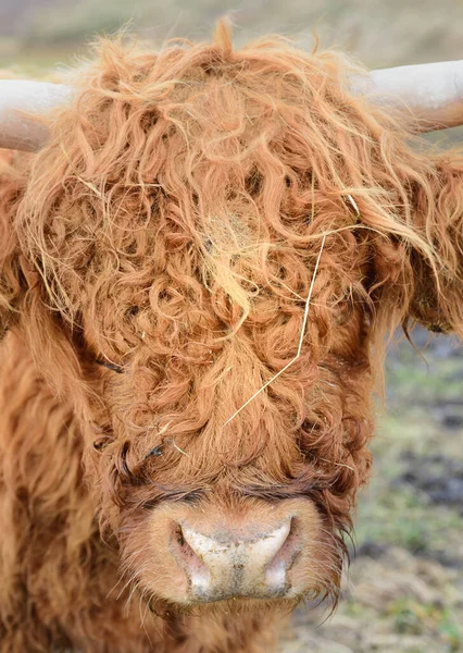 카메라를 스코틀랜드 머리를 클로즈업 초상화 — 스톡 사진