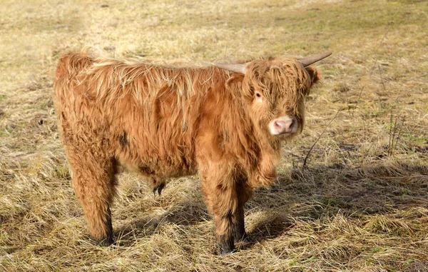 冬天的时候 一只来自高原牛群的毛茸茸的小牛犊站在牧场上 毛茸茸的 泥泞的 望着摄像机 — 图库照片