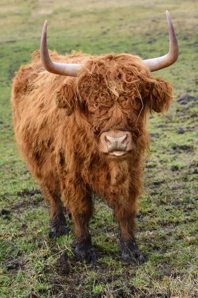 Brown Hairy Highland Cattle Stands Swampy Area Meadow Scratches Looks — Stock Photo, Image
