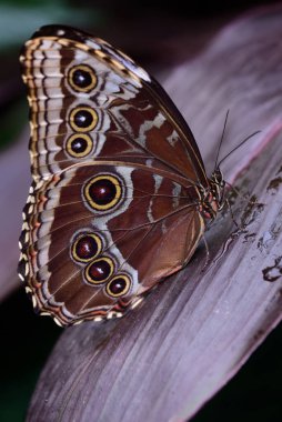 Closeup of a blue tropical Morpheus folder sitting on a leaf with closed wings clipart