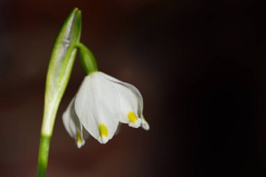 İlkbaharda koyu arkaplan ve metin için boşluk beyaz çiçek eşliğinde bir Mart kupasının yakın çekimi