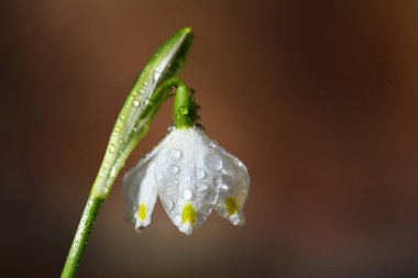 Kapalı bir Mart kupası, beyaz çiçekler ve koyu arkaplan ve metin için alan karşı su damlaları ile