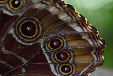 Yandan mavi bir morfonun kanadının ayrıntıları kahverengi pullu ve noktalı.
