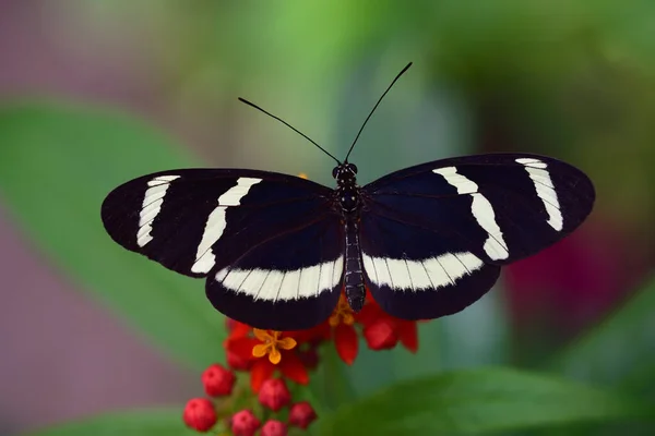 Detailní Záběr Tropického Vášnivého Motýla Listu Proti Zelenému Pozadí Prostorem — Stock fotografie