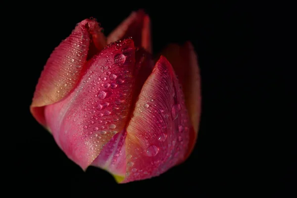Close Uma Tulipa Vermelha Florescente Com Gotas Água Contra Fundo — Fotografia de Stock