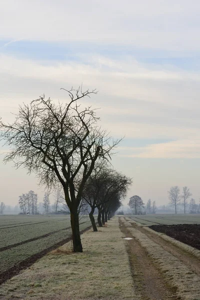Paysage Avec Pommiers Stériles Chemin Terre Hiver Contre Brouillard Allemagne — Photo
