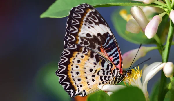 Gros Plan Papillon Tropical Sur Une Fleur Citronnier Nommée Cethosia — Photo