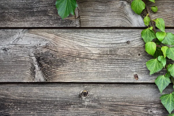 Tło Zbliżenie Oraz Struktura Szarości Drewnianej Deski Zielonym Bluszczem Boku — Zdjęcie stockowe