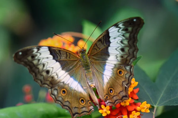 Κοντινό Πλάνο Μιας Τροπικής Πεταλούδας Junonia Iphta Ανοιχτά Φτερά Μπροστά — Φωτογραφία Αρχείου