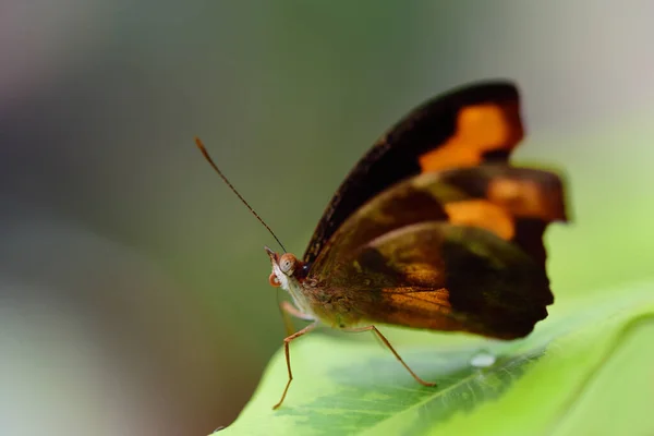 Gros Plan Petit Papillon Tropical Brun Assis Sur Une Feuille — Photo
