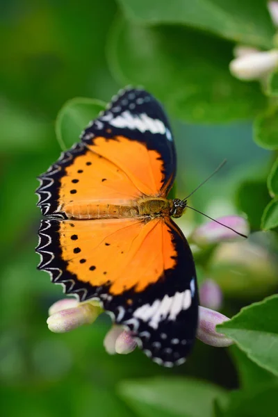 Közelkép Egy Fényes Trópusi Pillangó Cethosia Biblia Egy Citromfa Virágokkal — Stock Fotó