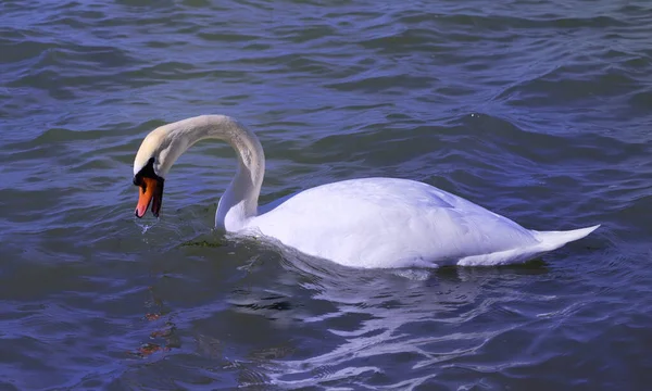 Gran Cisne Blanco Busca Comida Lago Sale Del Agua —  Fotos de Stock
