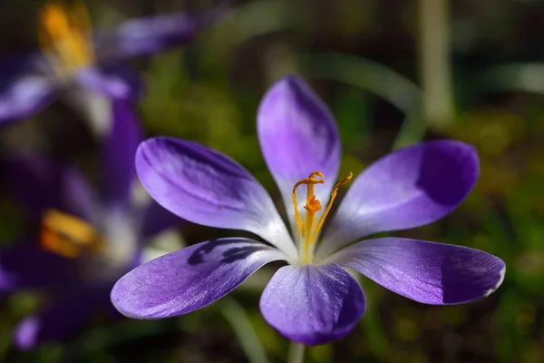Zbliżenie Purpurowego Kwitnącego Krokusa Otwartymi Płatkami Delikatnymi Nitkami Nasiennymi Wiosną — Zdjęcie stockowe