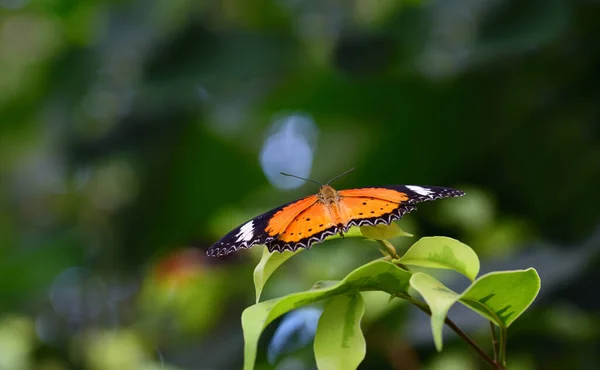 Een Hypolimnas Misippus Diadem Vlinder Zit Een Blad Kijkt Naar — Stockfoto