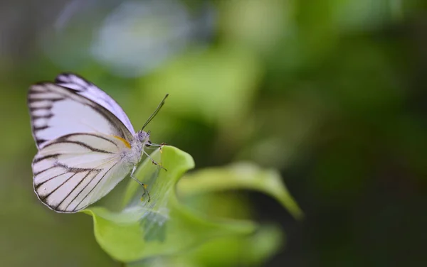 Small White Butterfly Sits Branch Green Background Space Text — Stock Photo, Image