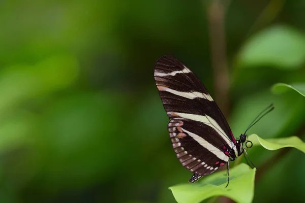 Close Van Een Gestreepte Tropische Pachinus Map Zittend Een Tak — Stockfoto