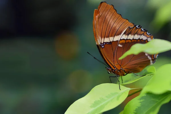 Papillon Tropical Feuille Pointue Rouille Est Assis Sur Une Feuille — Photo