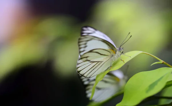 Ein Kleiner Weißer Schmetterling Sitzt Auf Einem Ast Vor Grünem — Stockfoto