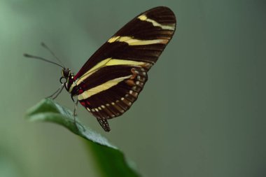 Tropikal bir kelebeğin yakın çekimi, Heliconius charithonia, çizgileriyle bir yaprağın üzerinde oturuyor ve yeşil bir arkaplanda dinleniyor.