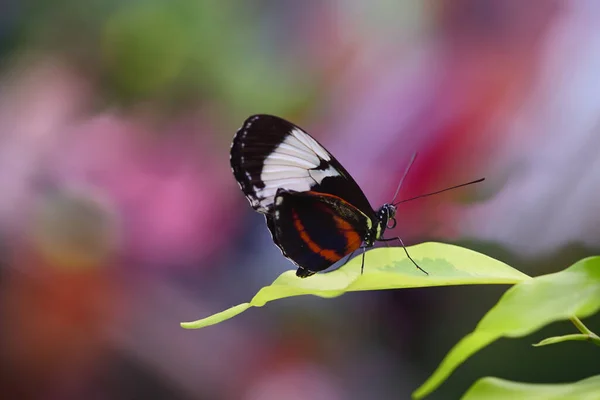 Een Kleine Tropische Passie Vlinder Zit Groene Bladeren Tegen Een — Stockfoto