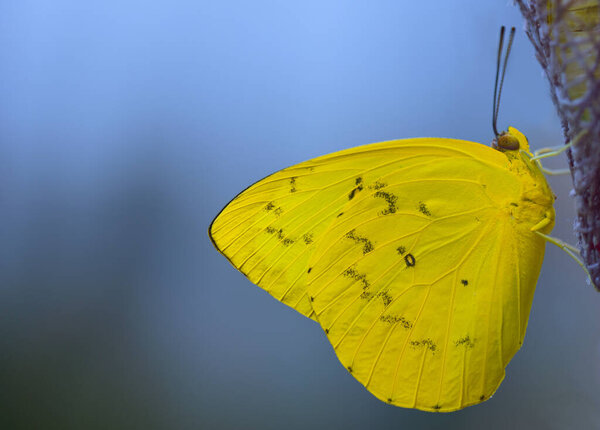 Close-up of a tropical butterfly, Catopsilia pomona or Lemon Wanderer, with yellow wings, sitting against a blue background, with space for text