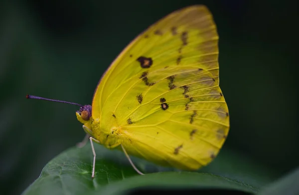 Nahaufnahme Eines Tropischen Schmetterlings Catopsilia Pomona Oder Lemon Walker Mit — Stockfoto