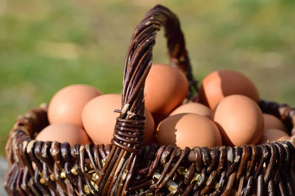 Taze yumurtalarla dolu eski bir hasır sepet bahar güneşinin altında duruyor.