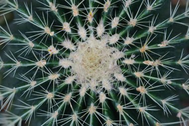 Çok sayıda sivri dikenli, yukarıdan yeşil bir kaktüsün detaylı görünümü ve dokusu.