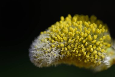 Çiçek açan söğüt çiçeğinin yakın plan görüntüsü narin lifler ve sarı polenler ile yeşil ve koyu arka plan