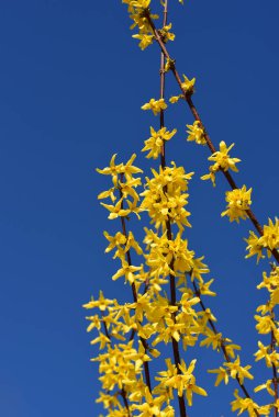 Altın sarısı çiçekli fındık dalları ilkbaharda mavi bir gökyüzüne karşı güneşte parlıyor.