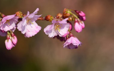 Pembe çiçekli narin bir kiraz ağacının, koyu pembe arka planına yakın plan.