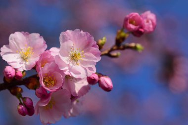 Narin bir kiraz dalına yakın plan pembe ve mavi arkaplanlı çiçeklerle yazı için alanı olan, bahar doğasında