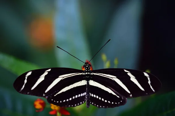 Черно Белая Полосатая Бабочка Колесница Геликония Зебра Сидит Зеленых Листьях — стоковое фото