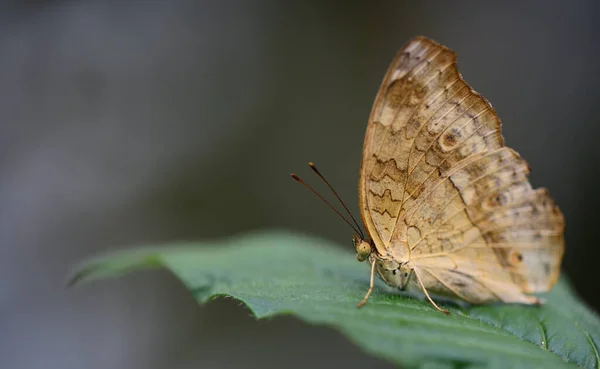 Ein Brauner Tropischer Schmetterling Mit Braunen Flecken Sitzt Auf Einem — Stockfoto