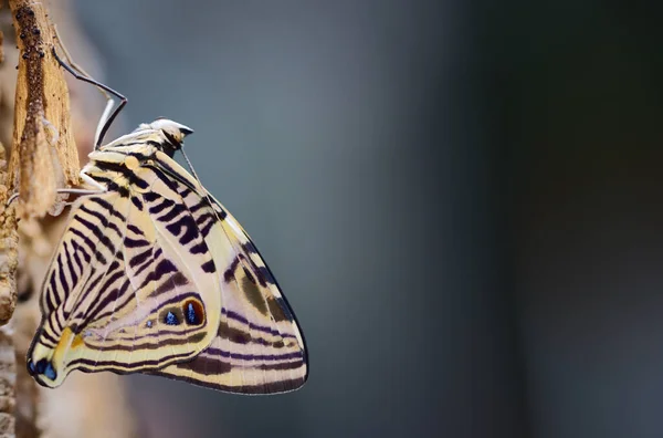 Ein Tropischer Schmetterling Der Schöne Kleine Oder Colobura Dirce Sitzt — Stockfoto
