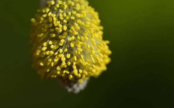 Primo Piano Fiore Salice Fiorito Con Fibre Delicate Polline Giallo — Foto Stock