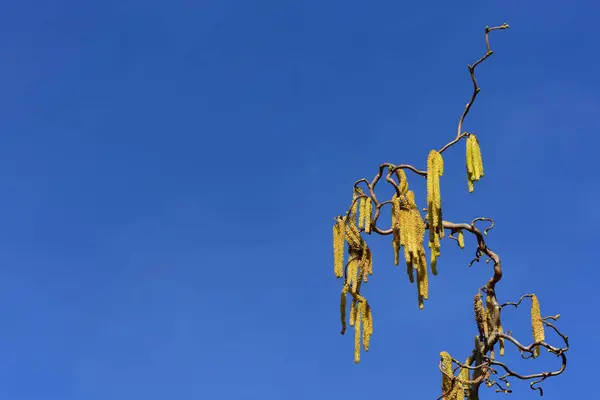 Zbliżenie Kwitnącego Orzecha Laskowego Pyłkiem Małych Gałęziach Niebieskim Tle Wiosennej — Zdjęcie stockowe