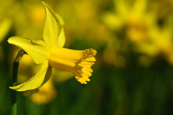 Nahaufnahme Einer Gelben Narzissenblüte Vor Einem Narzissenfeld Hintergrund Mit Tautropfen — Stockfoto