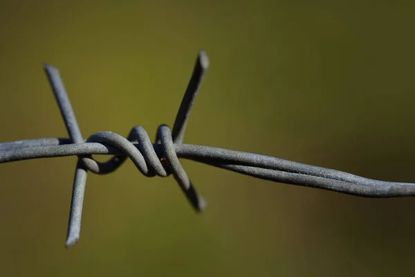 Close Closeup Metal Barbed Wire Green Background Space Text — Stock Photo, Image