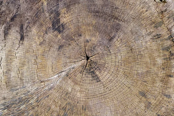 带有风化年轮的褐色老锯木树干的背景和质地 — 图库照片