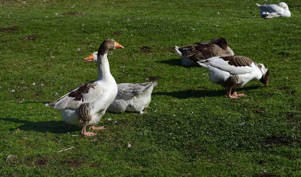 Several gray geese and white geese in an outdoor meadow as part of the natural rearing of geese in agriculture