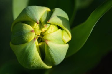 Yeşil yapraklı sarı bir lale tomurcuğunun yakın plan fotoğrafı.