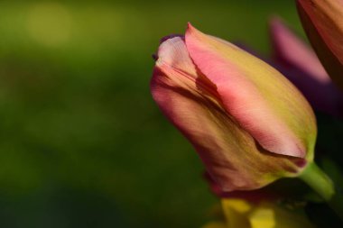 Baharda yeşil arka planda çiçek açan renkli laleler