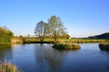 Ortasında küçük bir göl ve çimen adası olan romantik bir manzara, baharda mavi gökyüzü olan bir kuğunun ürediği.
